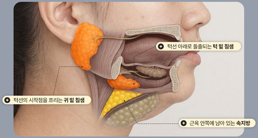 두꺼비목 핵심 구조 해부도 — 귀 밑 침샘·턱 밑 침샘·속지방 표시