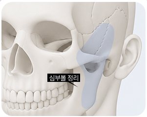 심부볼 정리 두개골 일러스트
