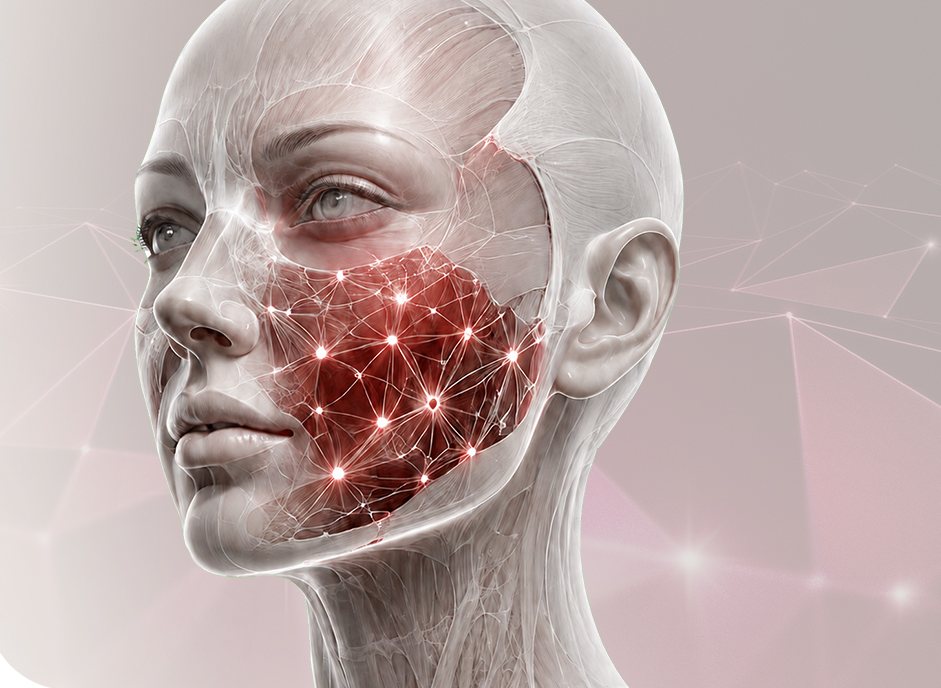 얼굴 연부조직·유지인대 구조 3D 일러스트