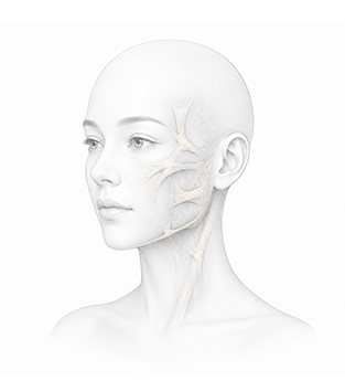 구조 분석 얼굴 일러스트