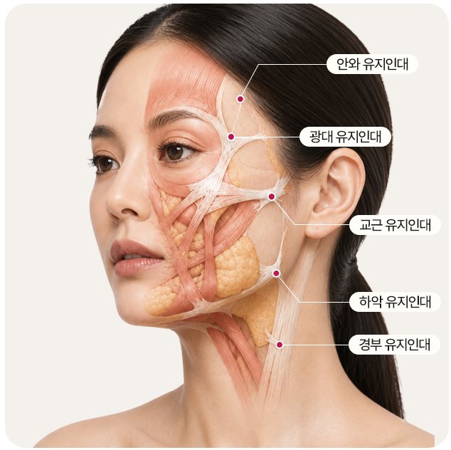 안와·광대·교근·하악·경부 유지인대 위치 도식