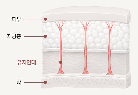 피부·지방층·유지인대·뼈 탄탄한 지지구조 단면