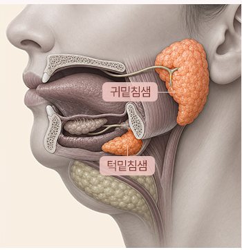귀밑침샘·턱밑침샘 위치 일러스트