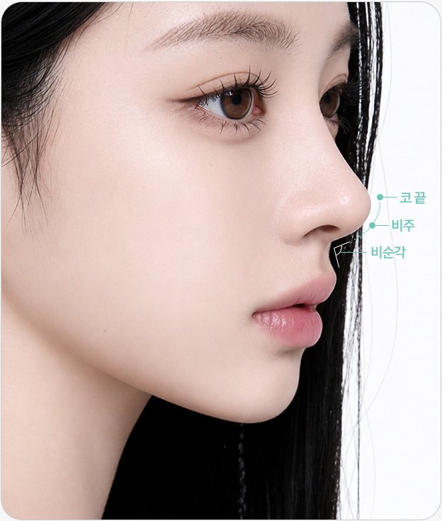 코끝·비주·비순각 표시가 있는 옆모습 모델