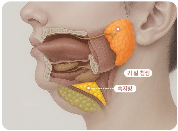 두꺼비목성형 3단계 하관 구조 일러스트(귀 밑 침샘·속지방)