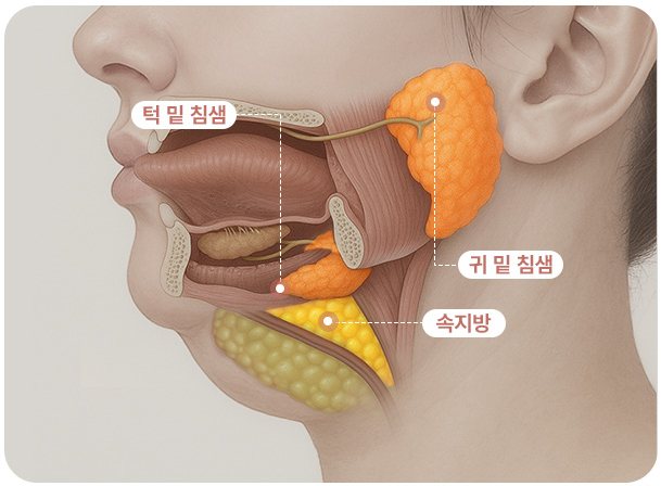 두꺼비목성형 4단계 하관 구조 일러스트(턱 밑 침샘·귀 밑 침샘·속지방)