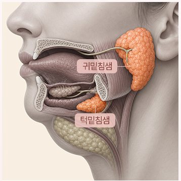 귀밑침샘·턱밑침샘 해부 일러스트